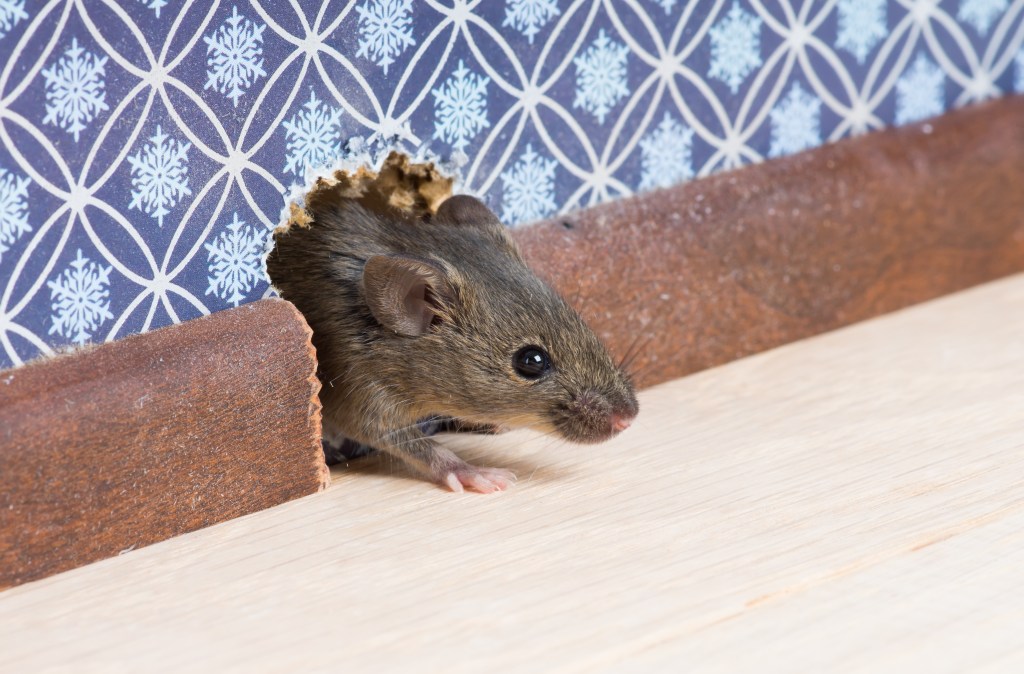 Tired of Unwanted Guests? Effective Mice Repellent Strategies That Actually&nbsp;Work